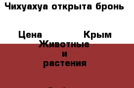 Чихуахуа открыта бронь › Цена ­ 17 000 - Крым Животные и растения » Собаки   